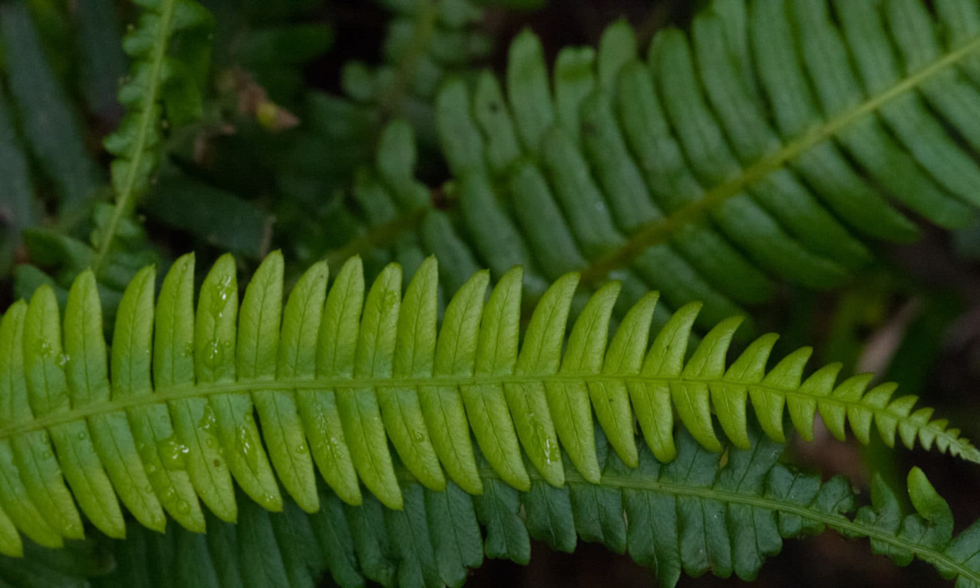 Native Plant Study Group