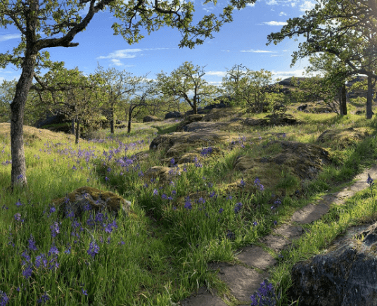 Swan Lake Nature Sanctuary 