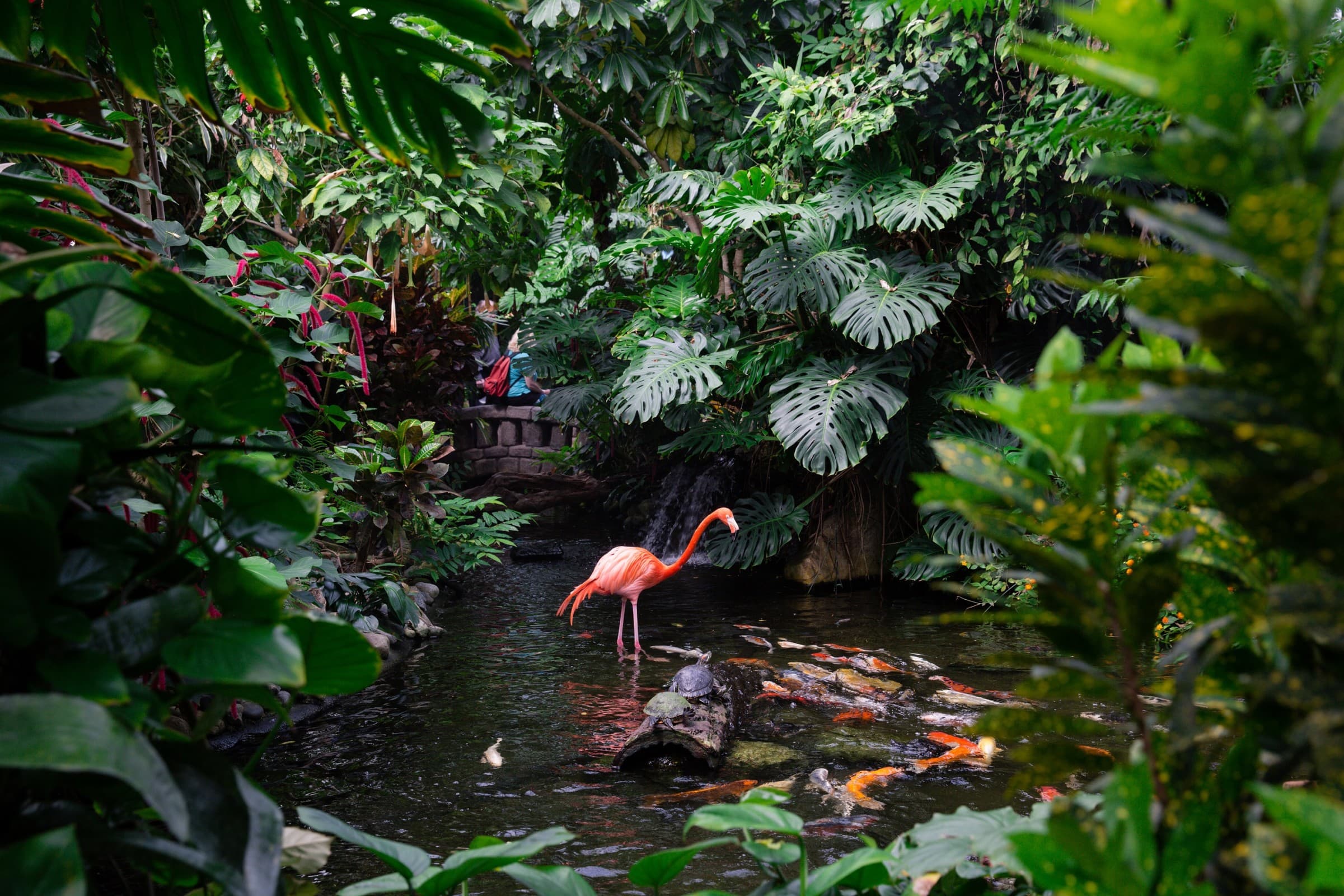 Butterfly Gardens
