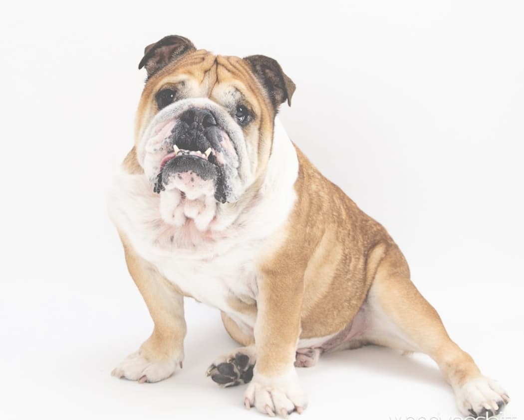 Victoria Bulldog Society