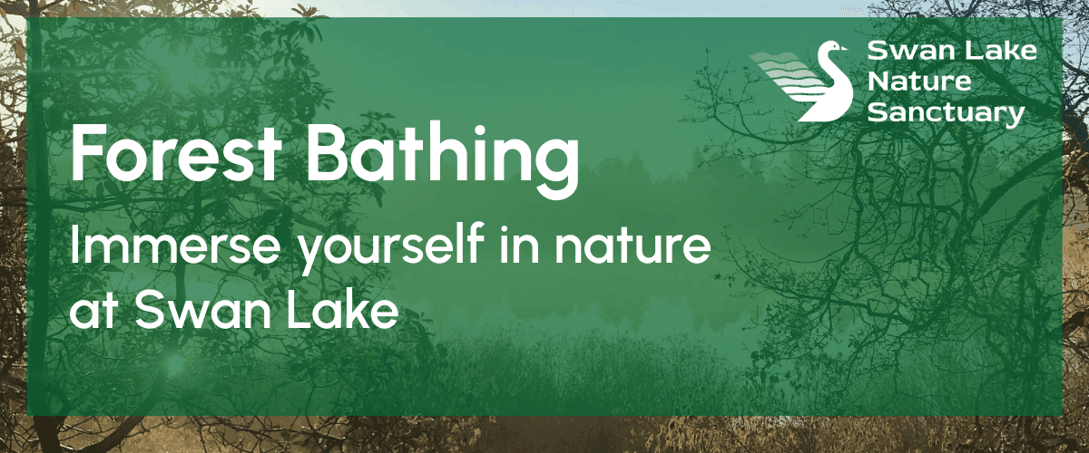 Forest Bathing with Agnes at Swan Lake Nature Sanctuary