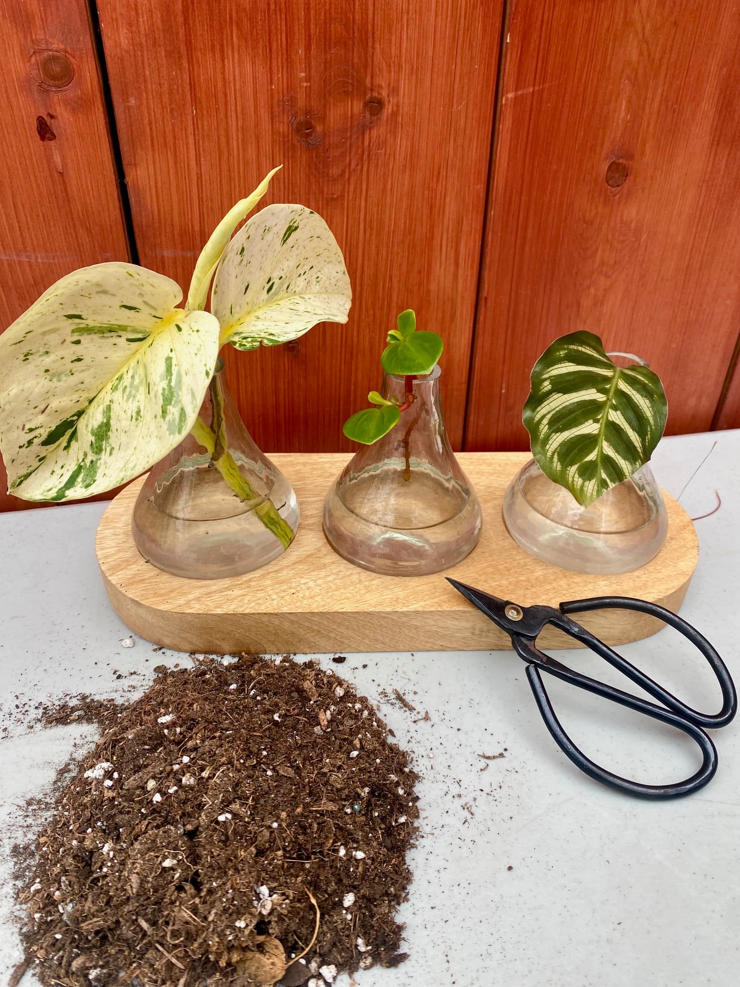 Make More Plants for Free: A Plant Propagation Demo at Patio Gardens - 6536 West Saanich Rd.