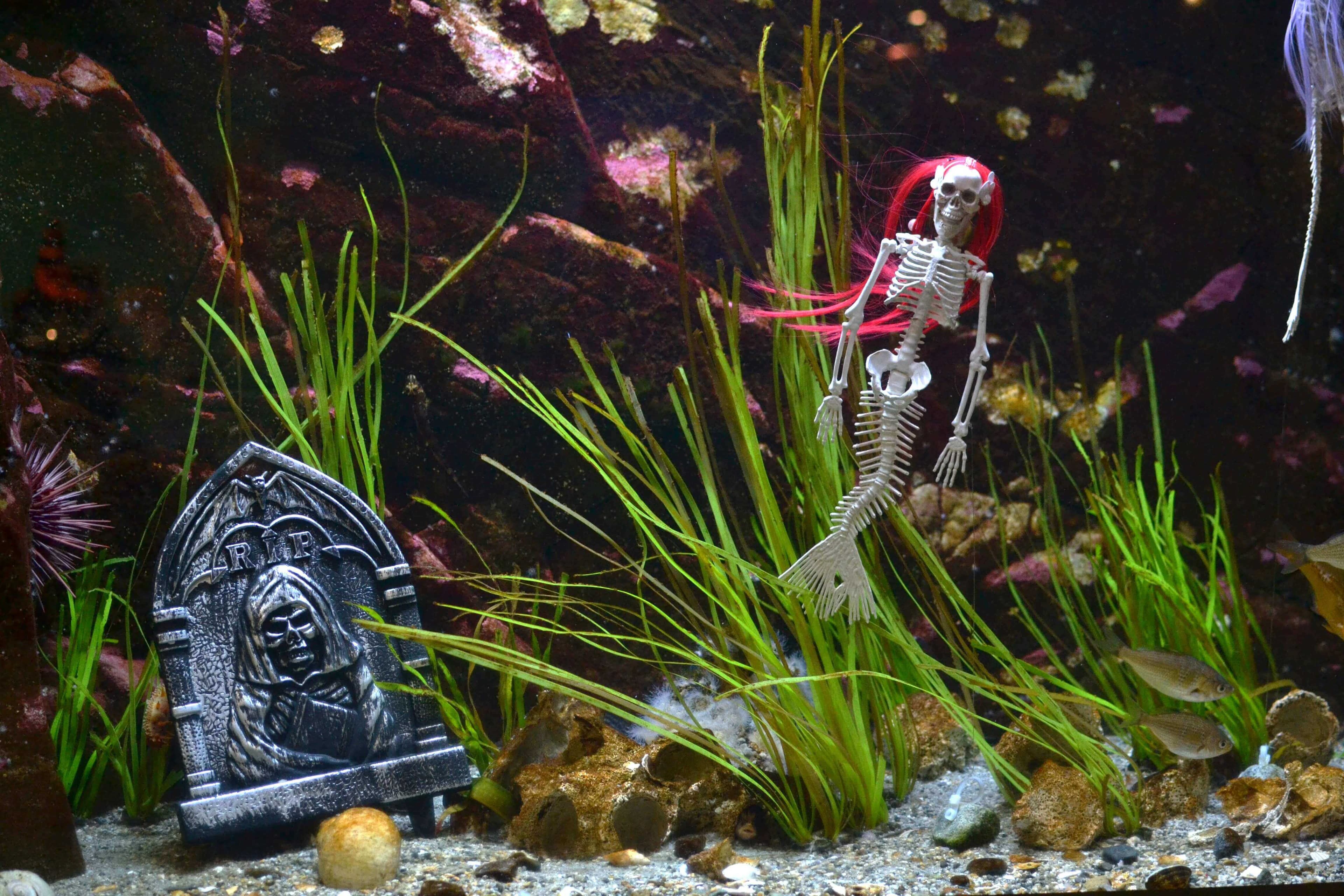 A-scare-ium of the Salish Sea at Shaw Centre for the Salish Sea (9811 Seaport Place, Sidney)