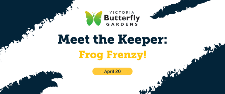 Meet the Keeper: Frog Frenzy — Learning & Workshops in Victoria