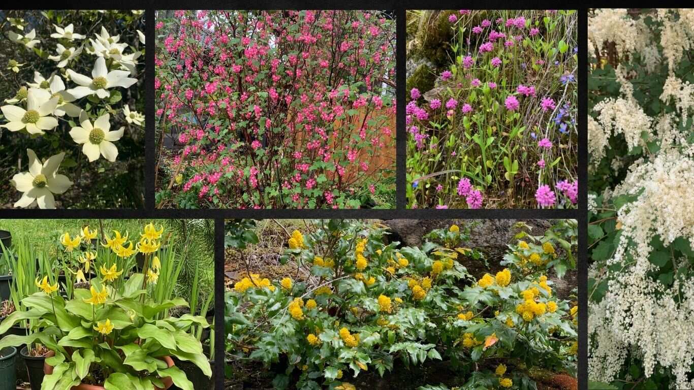 Gardening with Native Plants — Learning & Workshops in Victoria