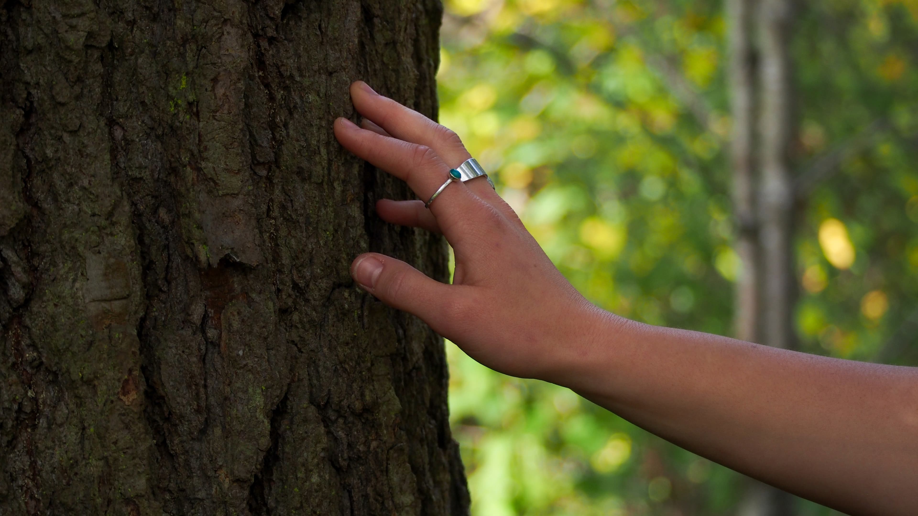 Forest Bathing at Swan Lake — Outdoor Events in Victoria