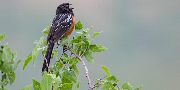 Bird Language Interpretation at Swan Lake Nature Sanctuary
