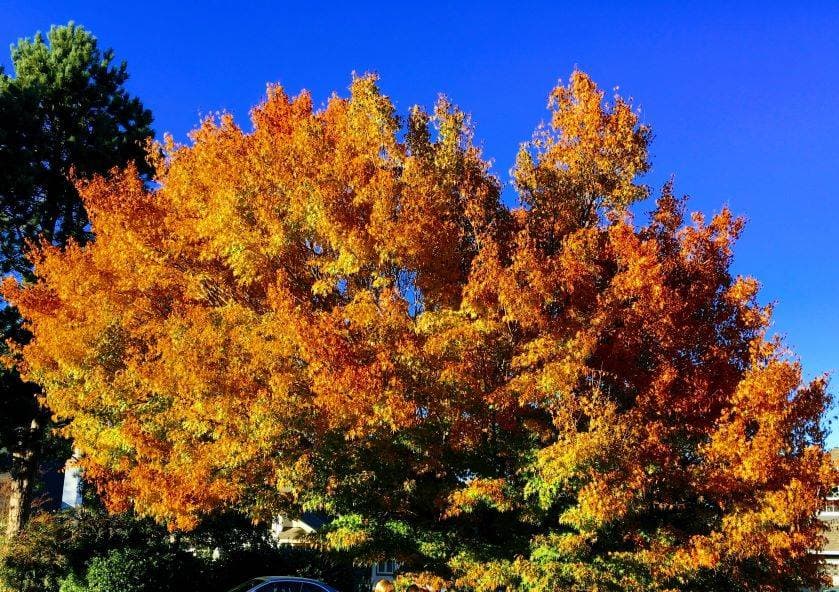 Sing Together Victoria at 813 Claremont Ave