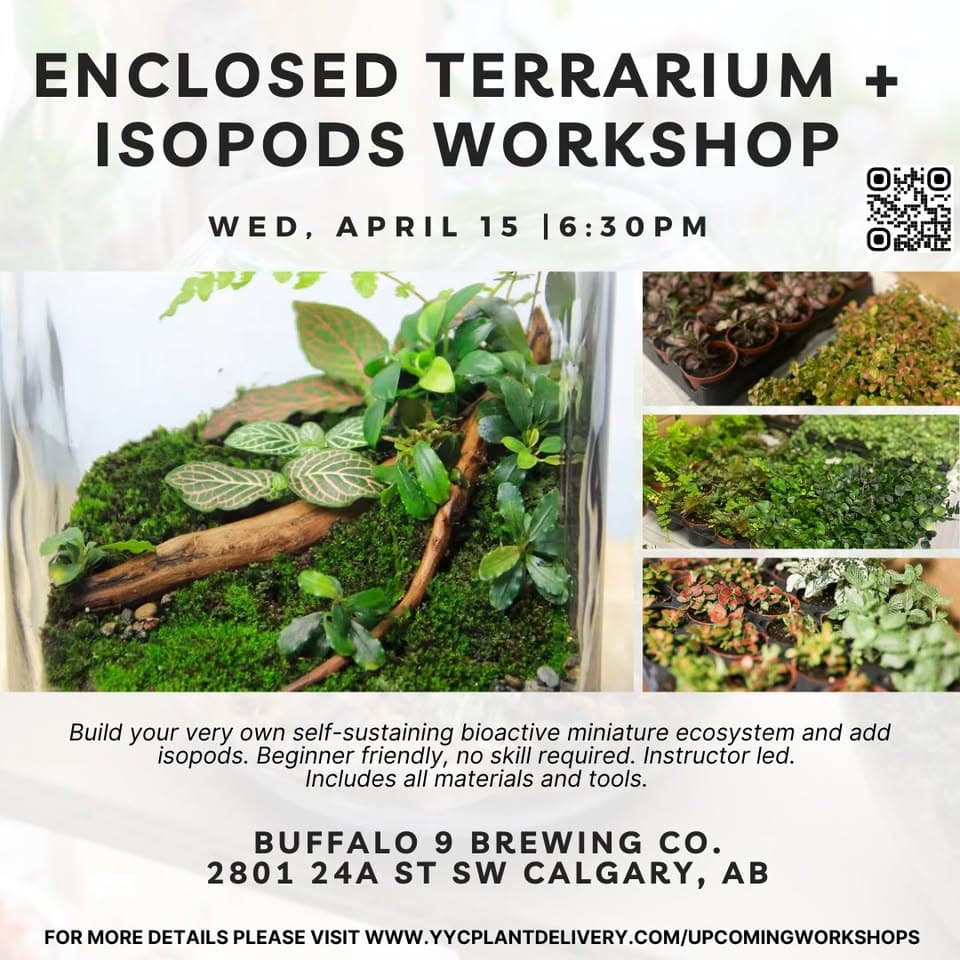 Enclosed Terrarium + Isopods at Buffalo 9 Brewing