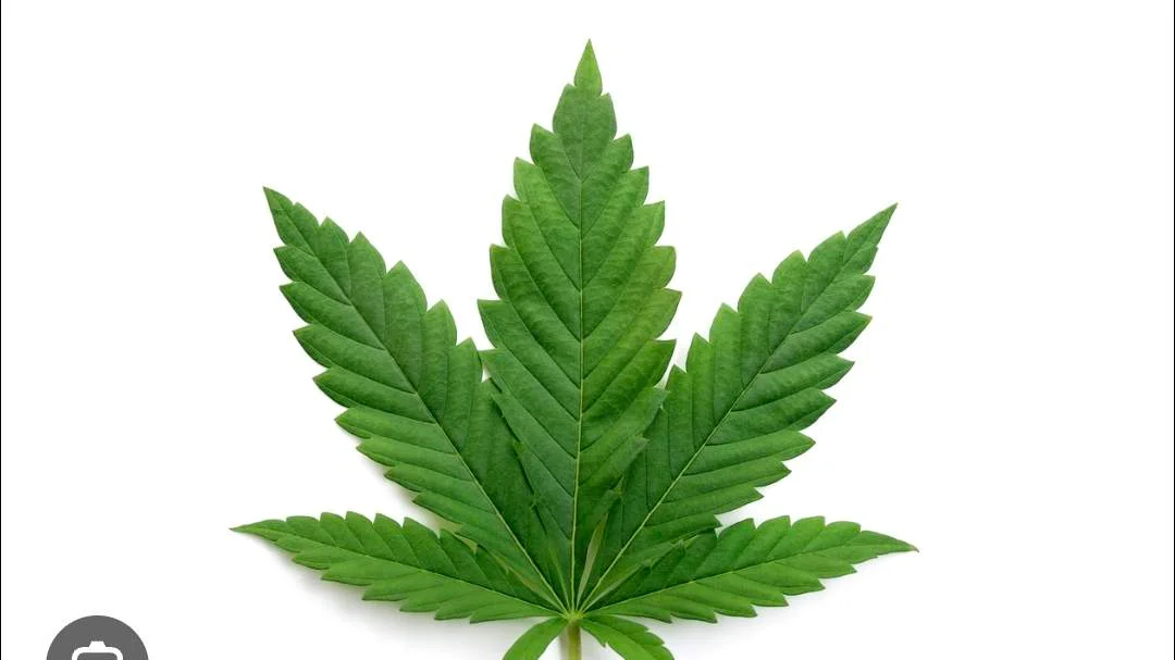 Shenanigans Edibles Pub Crawl 🌱 at Prairie Records