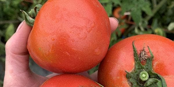 Time For Tomatoes at Calgary Farmers' Market South
