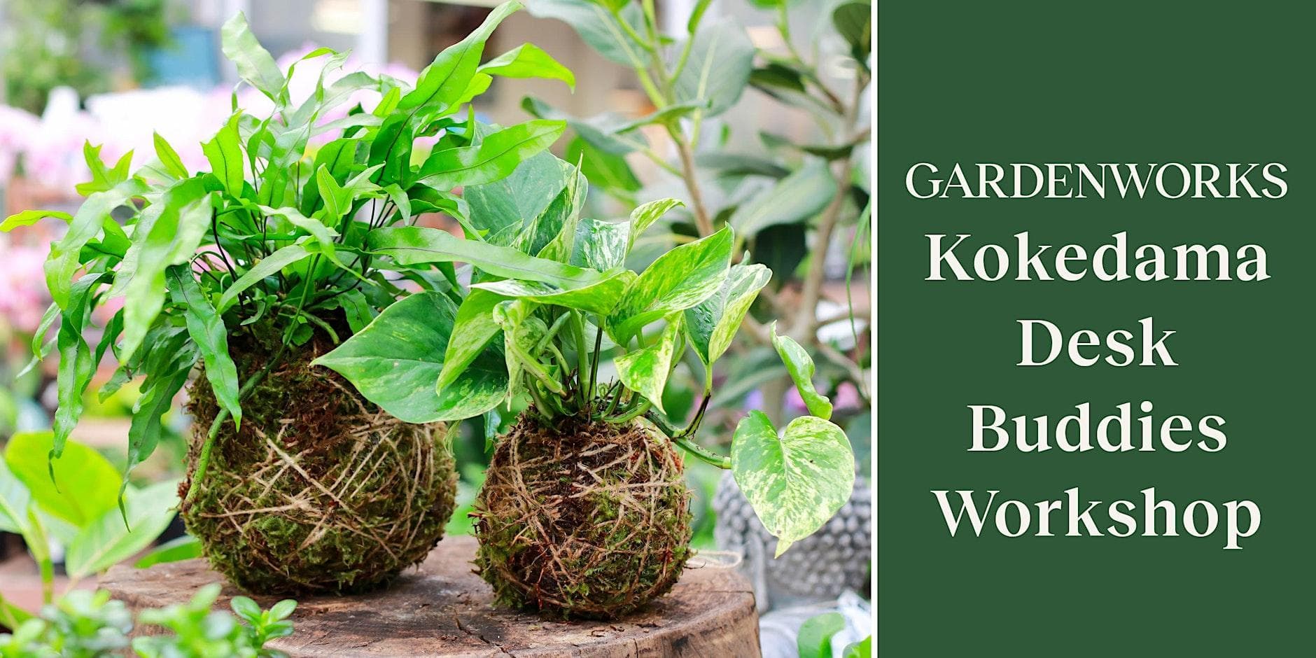 Kokedama Desk Buddies Workshop At Gardenworks Colwood — Learning & Workshops in Victoria