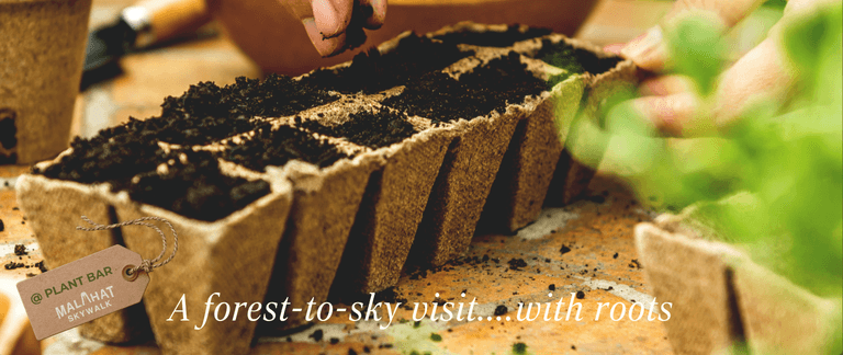 Spring at the Skywalk: Seed-to-Sky Planting Bar — Arts & Creative in Victoria