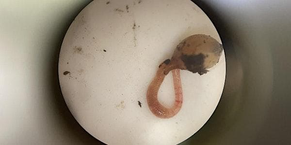 FREE Workshop: Under the Microscope - Living Soils at Compost Education Centre