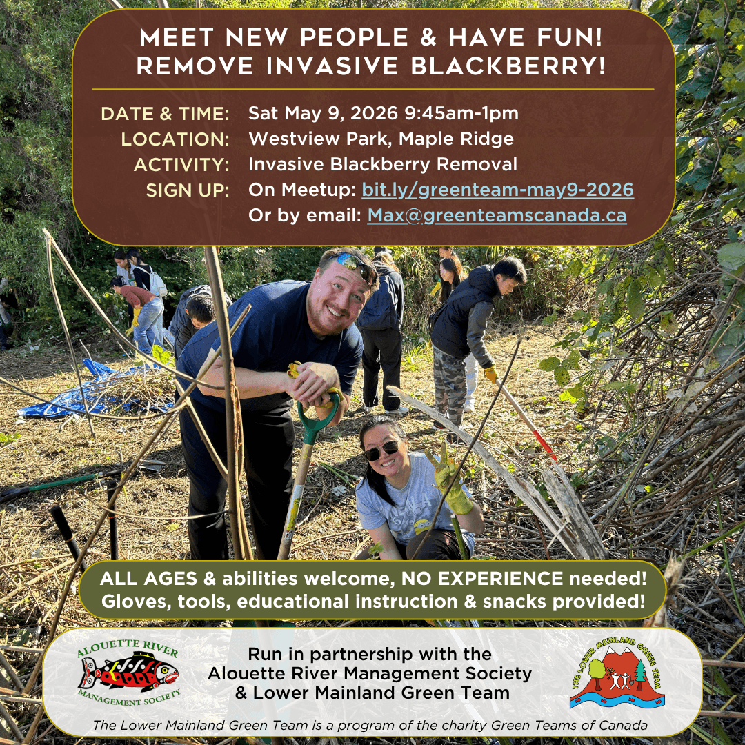 Make New Friends & Remove Invasive Blackberry @ Westview Park, Maple Ridge! at Westview Park, 12067 210 St, Maple Ridge
