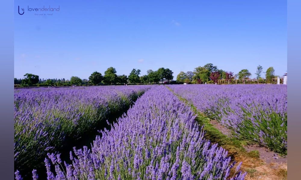 2026 Lavenderland Season - Soy Candle Making Workshop — Learning & Workshops in Vancouver