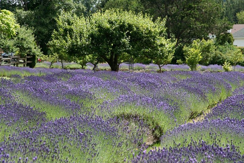 FREE Talk: For the Love of Lavender — Learning & Workshops in Victoria