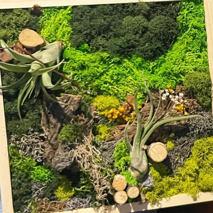 Creating an Air Plant Art Piece at Fairfield Gonzales Community Association