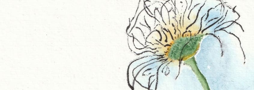 Watercolour Painting with Richard Wong: Pasqueflower Gone-to-Seed — Arts & Creative in Victoria