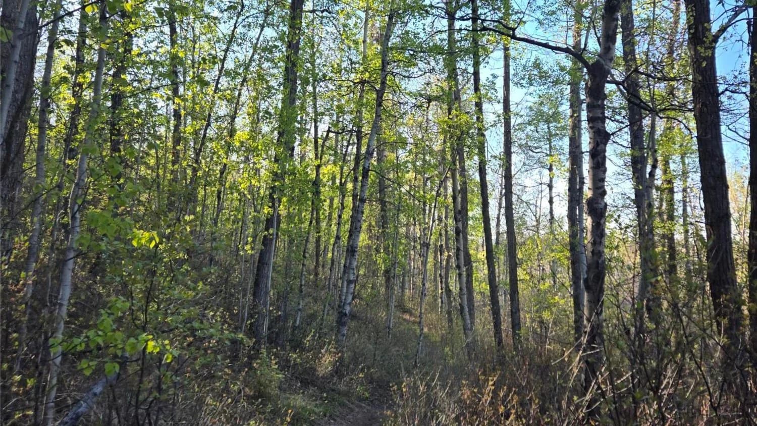 Weaselhead South Trail & Rolling Hills Fast Steady Huff. Not Slow. at South Glenmore Parking Area West
3520 90 Ave SW