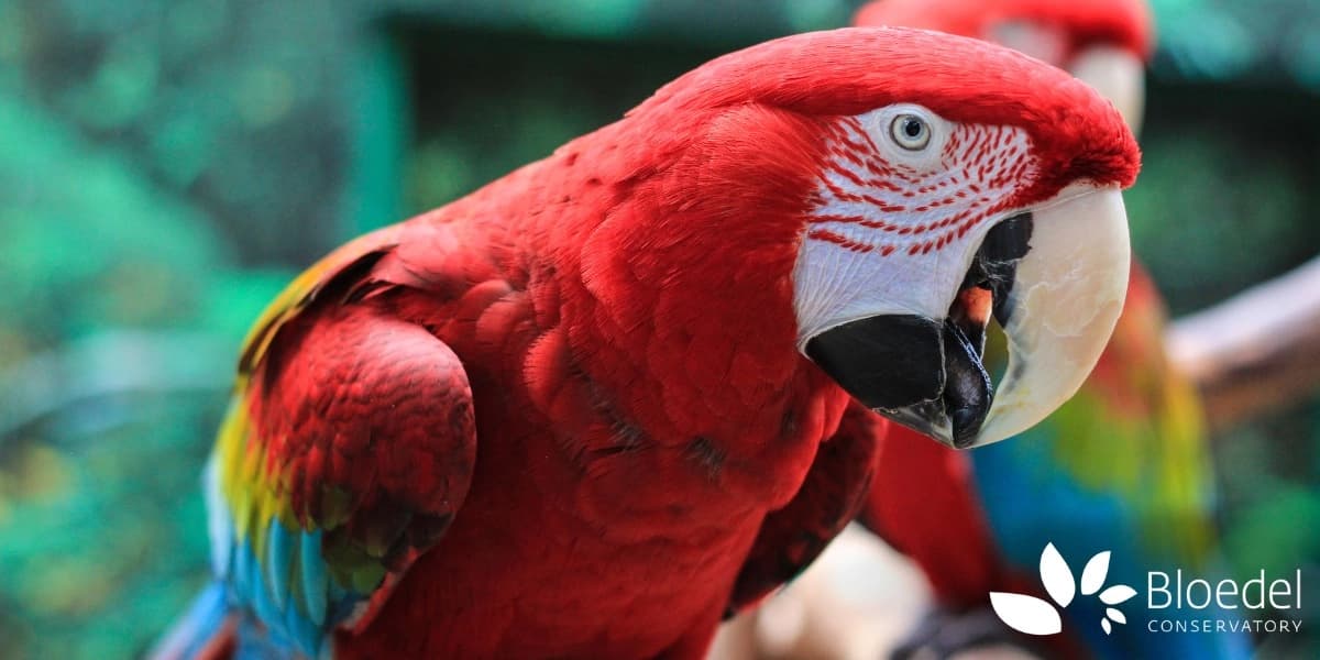 Bloedel Conservatory - May 2026 — Community Events in Vancouver