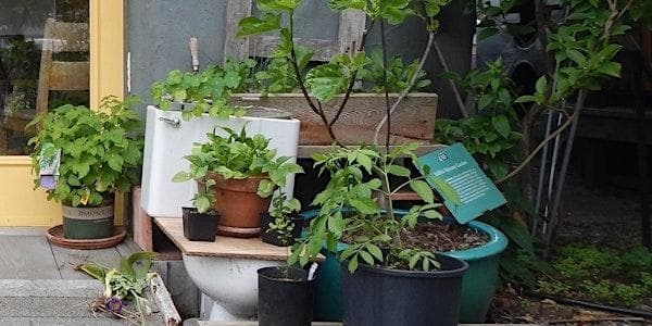 Growing Vegetables in Containers at Compost Education Centre