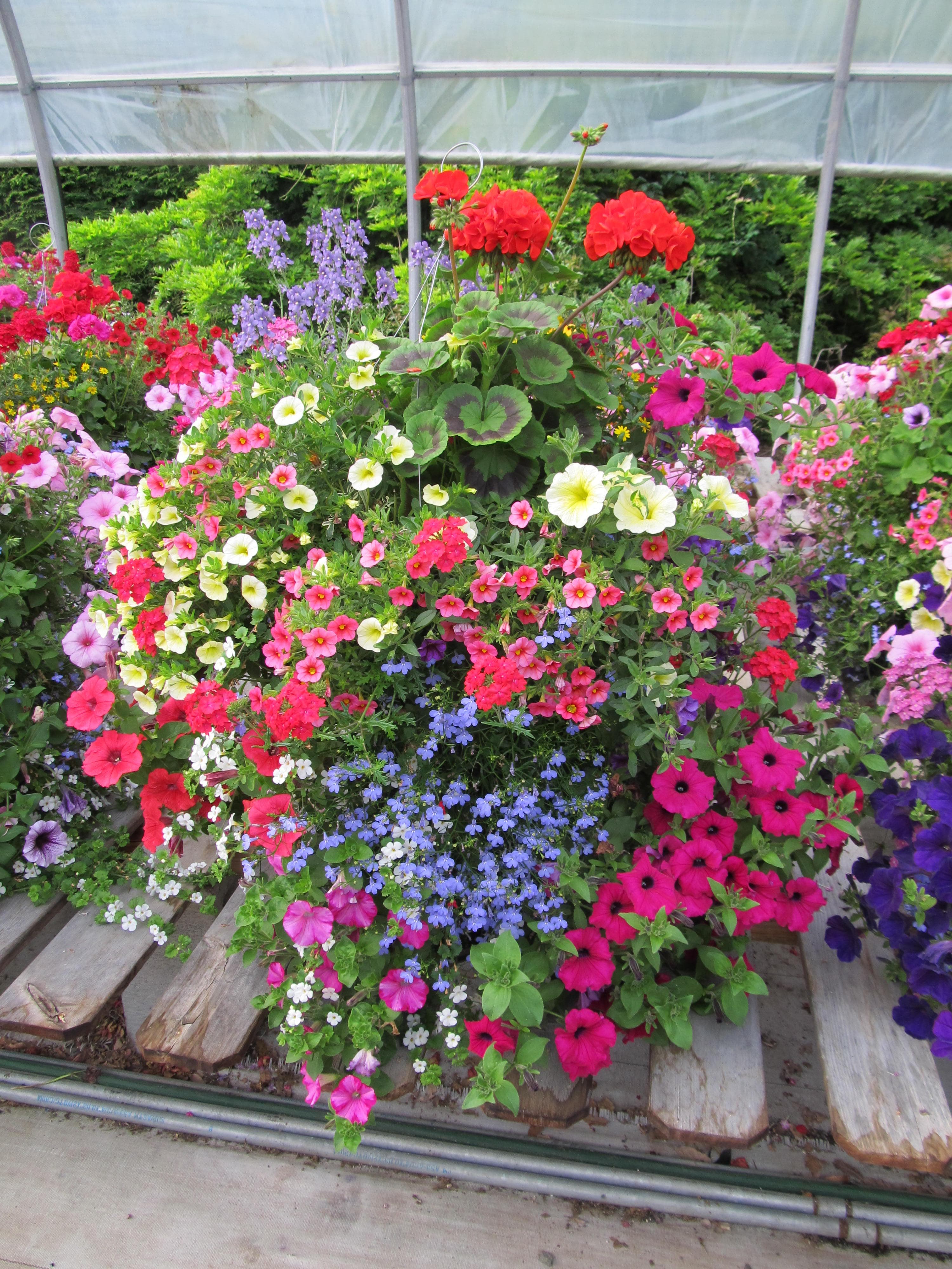 Moss Hanging Basket Workshop at Patio Gardens - 6536 West Saanich Rd.