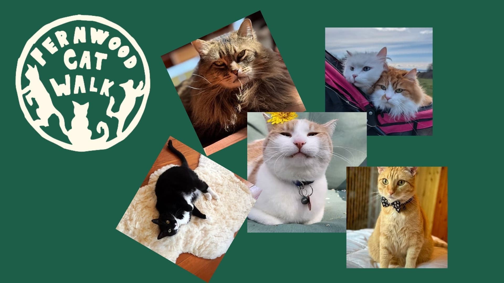 Fernwood Cat Walk at Little Fernwood