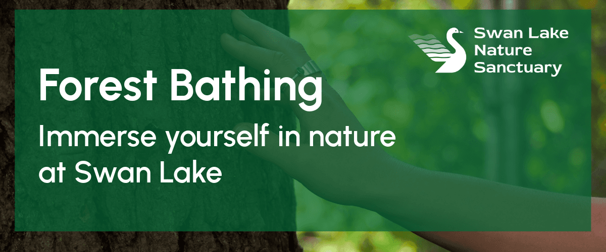 Forest Bathing at Swan Lake — Outdoor Events in Victoria
