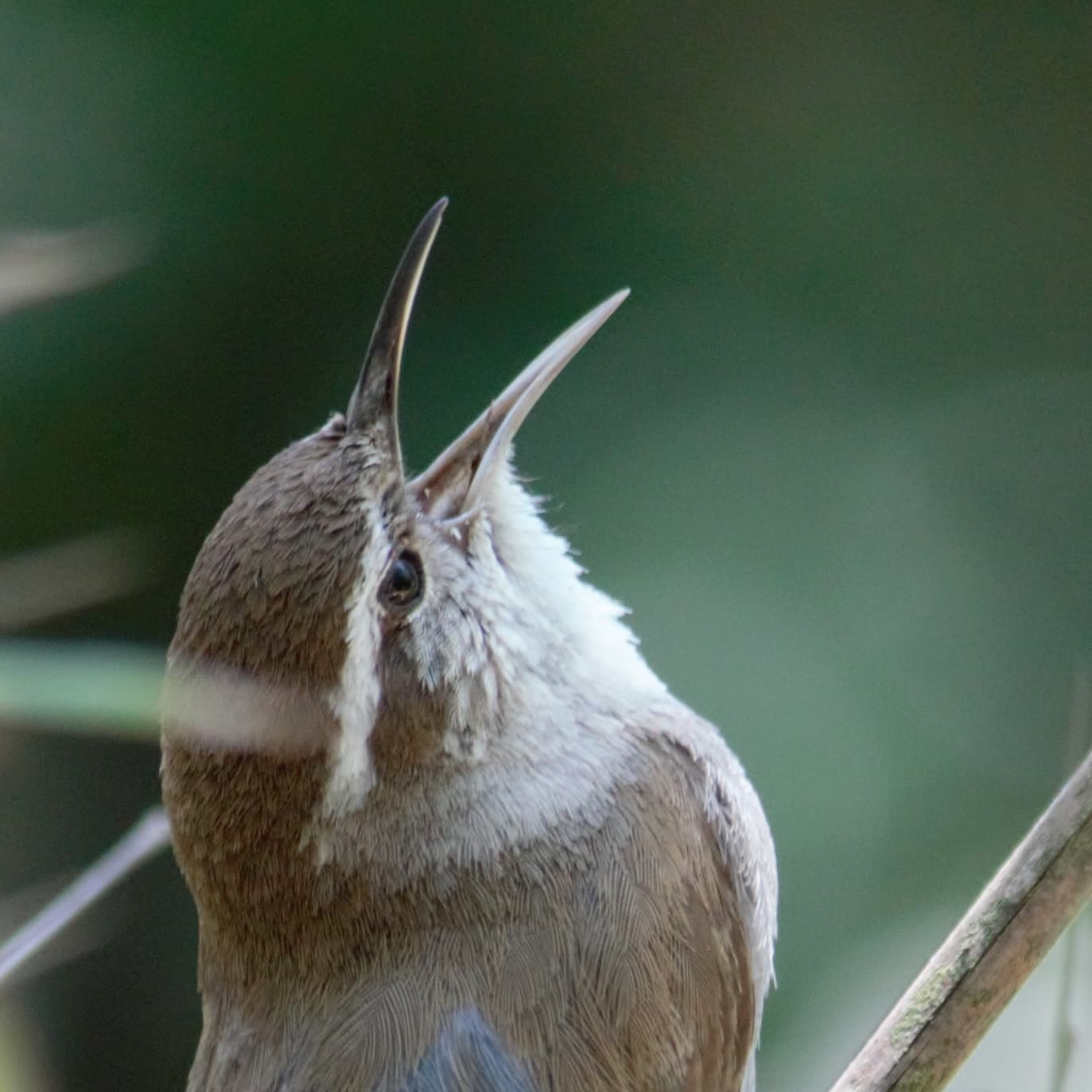 Victoria Bird Language Club — Outdoor Events in Victoria