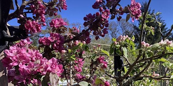 Spring Orchard Tour at Welland Legacy Park & Community Orchard