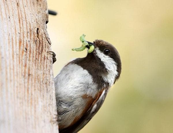 How Birds Help: Gardening with Reciprocity at Compost Education Centre