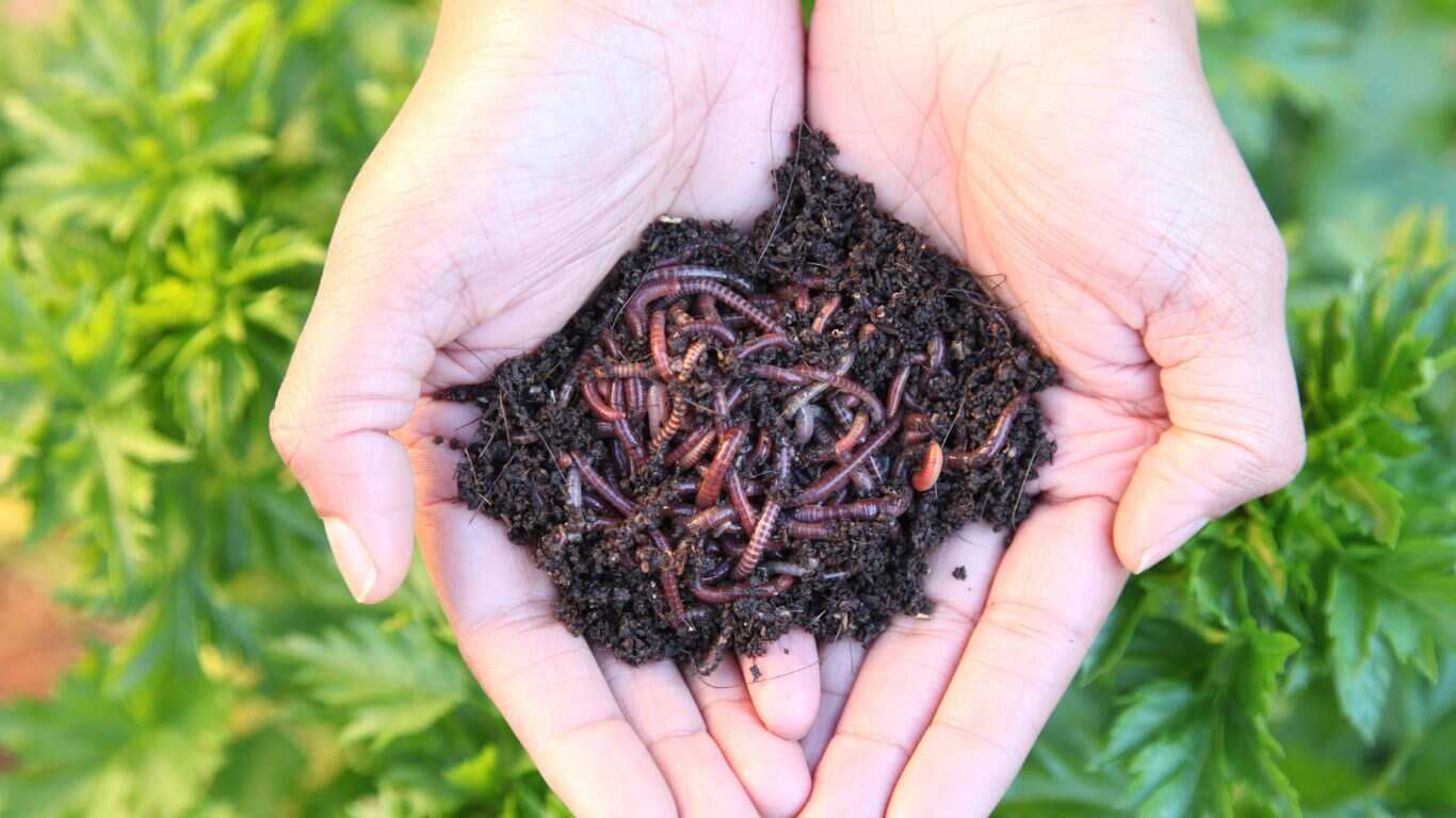 Essentials Of Worm Composting: Compost Kitchen Scraps at The Lower Classroom (enter Gate 4) at the Gardens at HCP