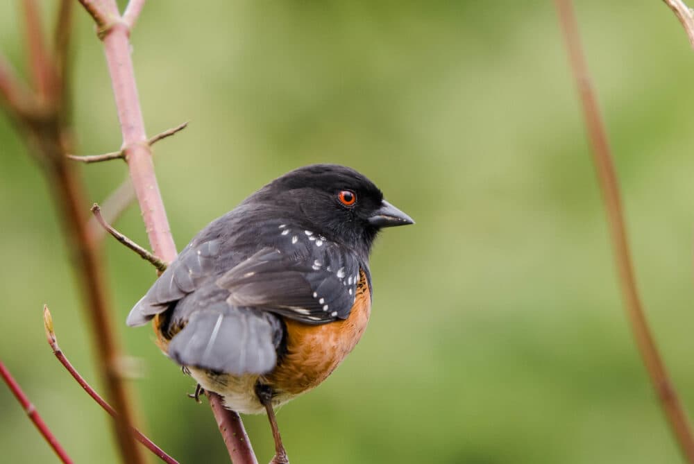Birds Of A Feather: Summer Wings — Outdoor Events in Vancouver