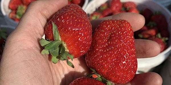 Strawberry Deck Planter at Calgary Farmers' Market West