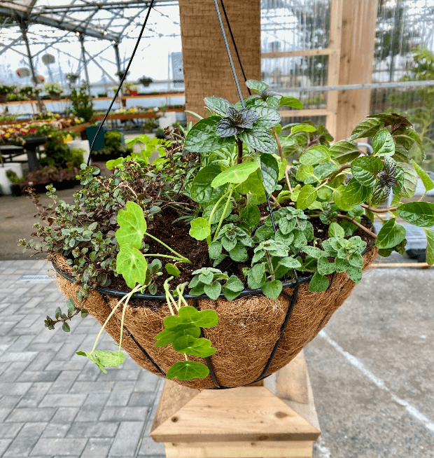 Herb Hanging Basket Workshop — Learning & Workshops in Victoria