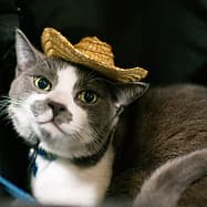 Victoria Pet Expo at Pearkes Rec Centre