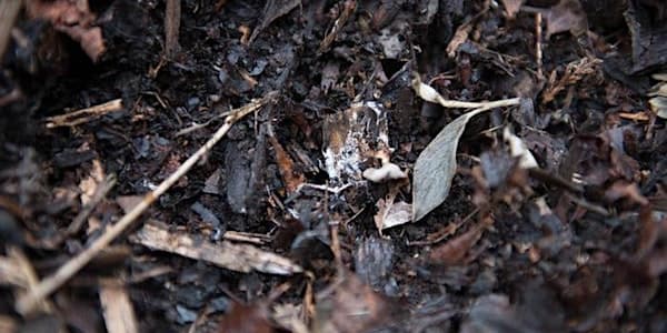 FREE Workshop: Sheet Mulching at Location TBD, Victoria, BC