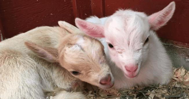Beacon Hill Children's Farm Reopening at Beacon Hill Children's Farm