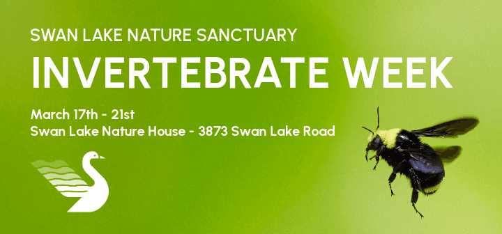 Swan Lake Invertebrate Week at Swan Lake Nature Sanctuary