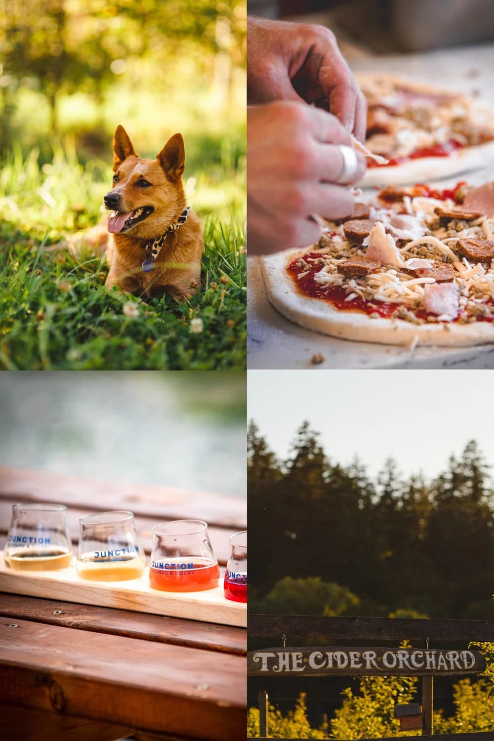 Puppy Yoga at Junction Orchard & Cidery