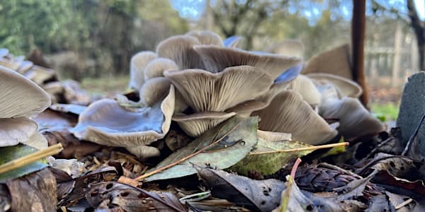 Backyard Mushroom Cultivation at Welland Legacy Park & Community Orchard