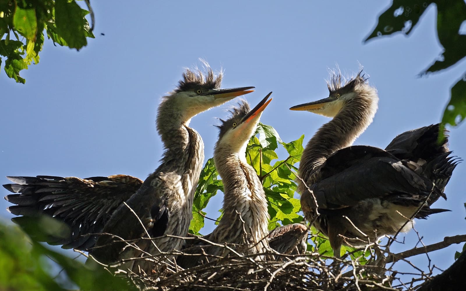 Heron Colony Tour: Fledging Season — Outdoor Events in Vancouver