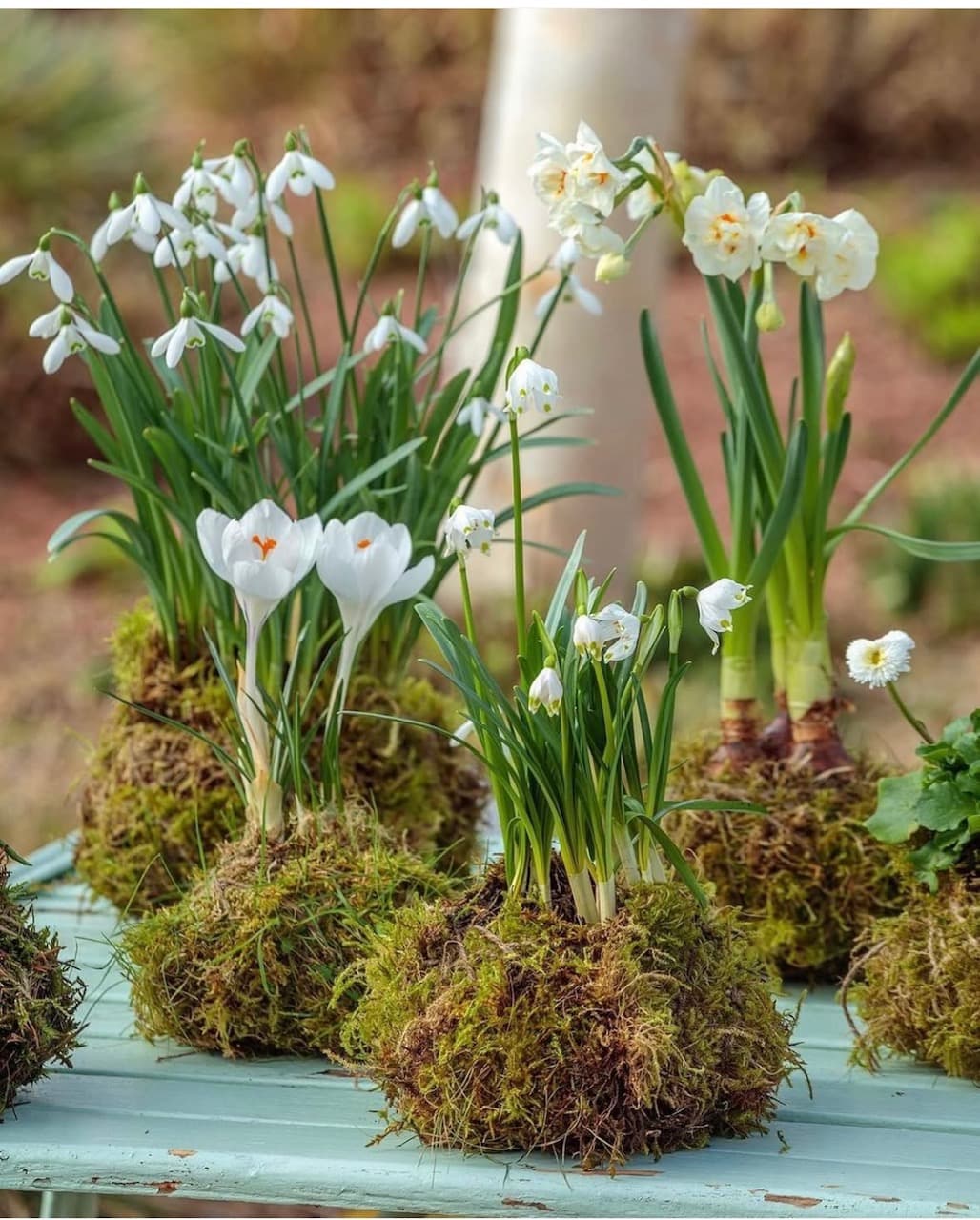 Kokedama: Bulbs in Bloom Workshop at Patio Gardens - 6536 West Saanich Rd.