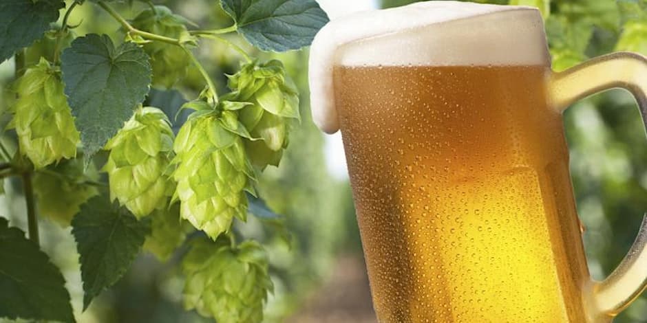 Brew School - The Hoptometrist — Learning & Workshops in Victoria