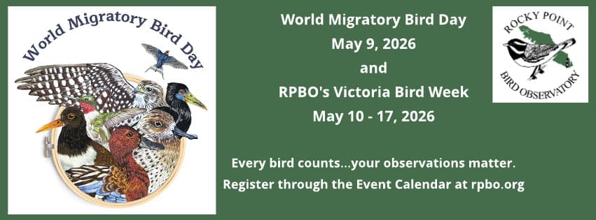 Scream Like a Gull Contest – World Migratory Bird Day at Beacon Hill Park/míqən, central field near Beacon Hill Children’s Farm