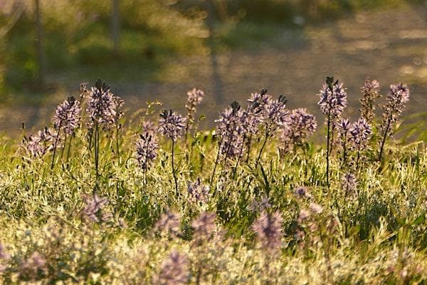 An Evening In The Seed Field With Satinflower Nurseries at Satinflower Nurseries - Metchosin
