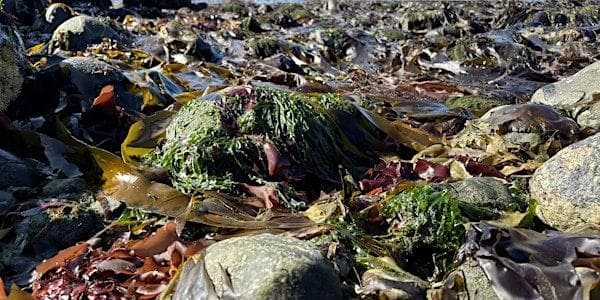 Seaweed: Food and Medicine from the Sea at Compost Education Centre