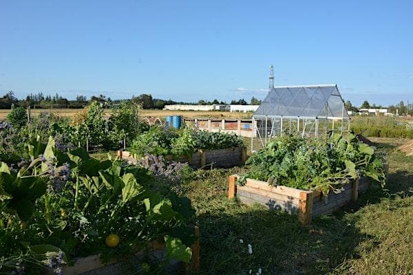 Regenerative Home Gardener Course at Sandown Centre