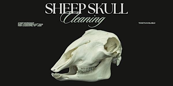 Sheep Skull Cleaning Workshop - 2 Days at Pretty Dead Taxidermy Vancouver